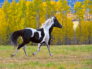 Tobiano Pinto Stallion running in autumn meadow .