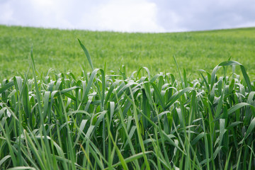 Obraz premium Lush green grass. Spring background. Drops of dew on the leaves. Copy space. Fresh bright texture.
