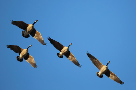 flock of birds in flight,  Canada Geese 