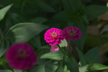 植栽の中のピンクの花
