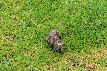 Chacma baboon (Papio ursinus) animal poop, droppings, faeces, feces, excrement, poo lying on grass in the wild of South Africa