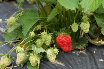 Professionally cultivated ripening strawberry bush