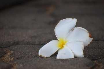 Obraz na płótnie Canvas A Temple Flower Drop On The Floor