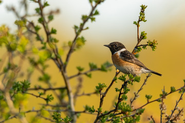 Male Stonechat (Saxicola rubicola) small orange songbird with black head. Beautiful bird perched on a bush with soft yellow background in evening light. Wildlife scene from nature. Czech Republic