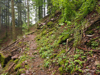 Frühling im Schwarzwald 
