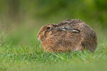 European hare (Lepus europaeus) is an adorable furry mammal living in the fields. Detailed portrait of a wild cute hare sleeping and resting in grass with soft green background. Czech Republic