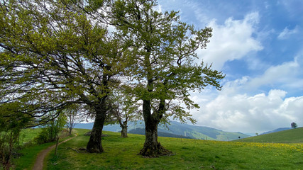 Frühling im Schwarzwald 