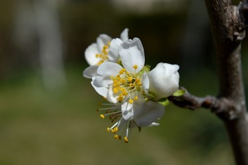 white cherry blossoms in spring