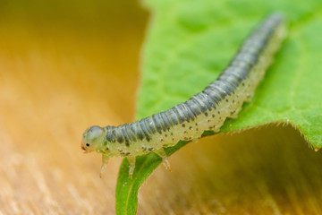 Kleine Raupe auf einem grünen Blatt