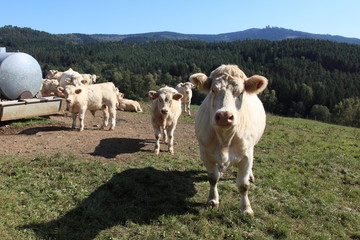 junge Kälber auf Weide. Blick zur Kamera