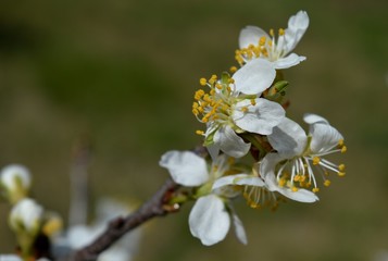 white cherry blossoms in spring