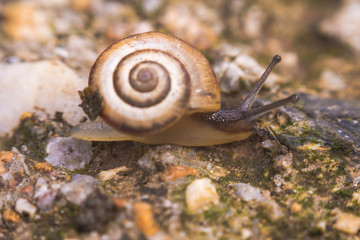 Close up photography of snail in nature