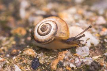 Close up photography of snail in nature
