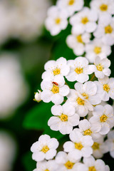 Beautiful white blossoms of alyssum in spring also known as sweet alison blooming.