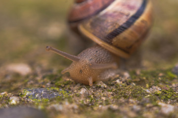 Close up photography of snail in nature