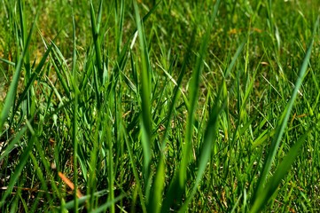 a blade of green grass in spring