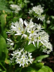 Állium ursínum in the forest