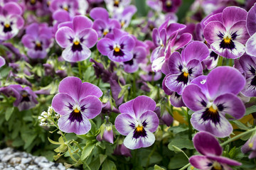 Small garden violets. Spring flowers.