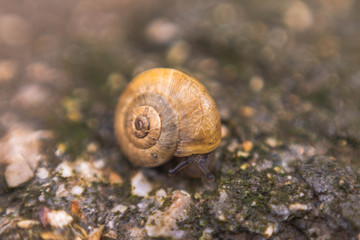 Close up photography of snail in nature