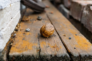 Solid and embossed brown-shelled walnuts lie on a wooden table, illuminated by the harsh sunlight