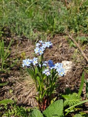 Beautiful color of wild Myos&oacute;tis in nature