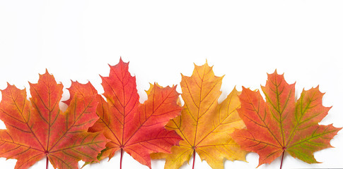 Beautiful autumn background with red, orange and yellow maple leaves on white background. Space for text, flat lay