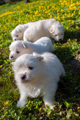 Young Pomski Dog Breed Groomed and Healthy Pomski, an exquisite puppy with a good temperament outdoors on a sunny day
