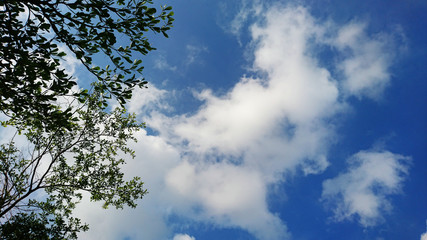 The weather landscape of blue sky and white clouds