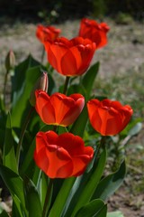 red tulip flowers in the yard