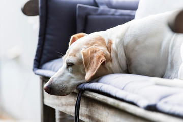 Hund auf dem Sofa