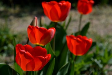 red tulip flowers in the yard