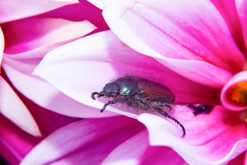 Käfer in der blüte