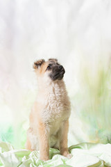 Studio photos of stray dog. Little cute fluffy purebred puppy looks up on blurry background.