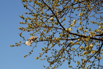 a gray dove on a branch of blossoming cherries