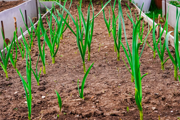 Young onion sprouts in the garden