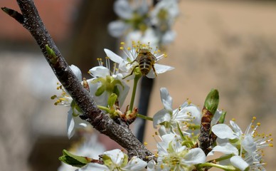 a bee flies towards a pear flower