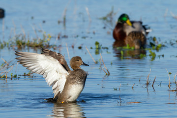 Anade friso (Mareca strepera), pato con las alas abiertas sobre la laguna.