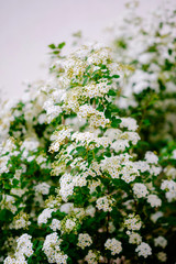 Beautiful white blossoms of alyssum in spring also known as sweet alison blooming.