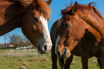 Obraz premium wild horse on a large meadow with beautiful scenery of blue sky and quiet at sunrise