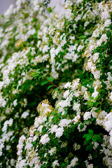 Beautiful white blossoms of alyssum in spring also known as sweet alison blooming.