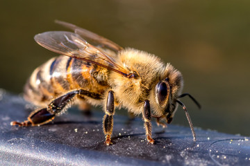 Pszczoła miodna  makro w duży powiększeniu , środowisko naturalne, światło dzienne - obrazy, fototapety, plakaty