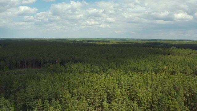 Aerial drone flying over field of pine forest and countryside at sunny cloudy spring time. Wonderful drone video for ecological concept 
