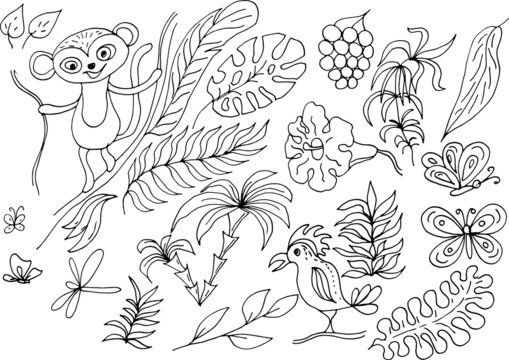 Hand drawn doodle set jungle tropics. Sketch style, vintage, abstraction. Monkey, parrot, tropical casting, fruits and flowers. elements separately on a white background.
