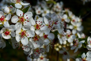 white flowers, pears in spring