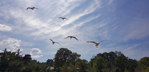 Group of seagulls against blue sky