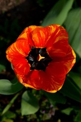 Fototapeta premium tulips of various colors in the spring