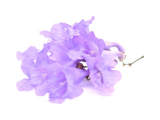 Flowers of blue jacaranda, Jacaranda mimosifolia, isolated on white 