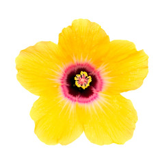 Yellow hibiscus flower with dark red center isolated on white 