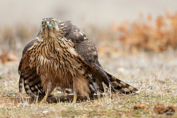 A close-up of a Northern goshawk, Accipiter gentilis, on the ground ready to fly in sunlight on a blurred background. Spain