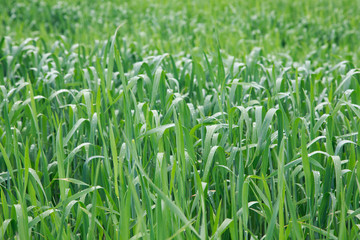 Lush green grass. Spring background. Drops of dew on the leaves. Copy space. Fresh bright texture.